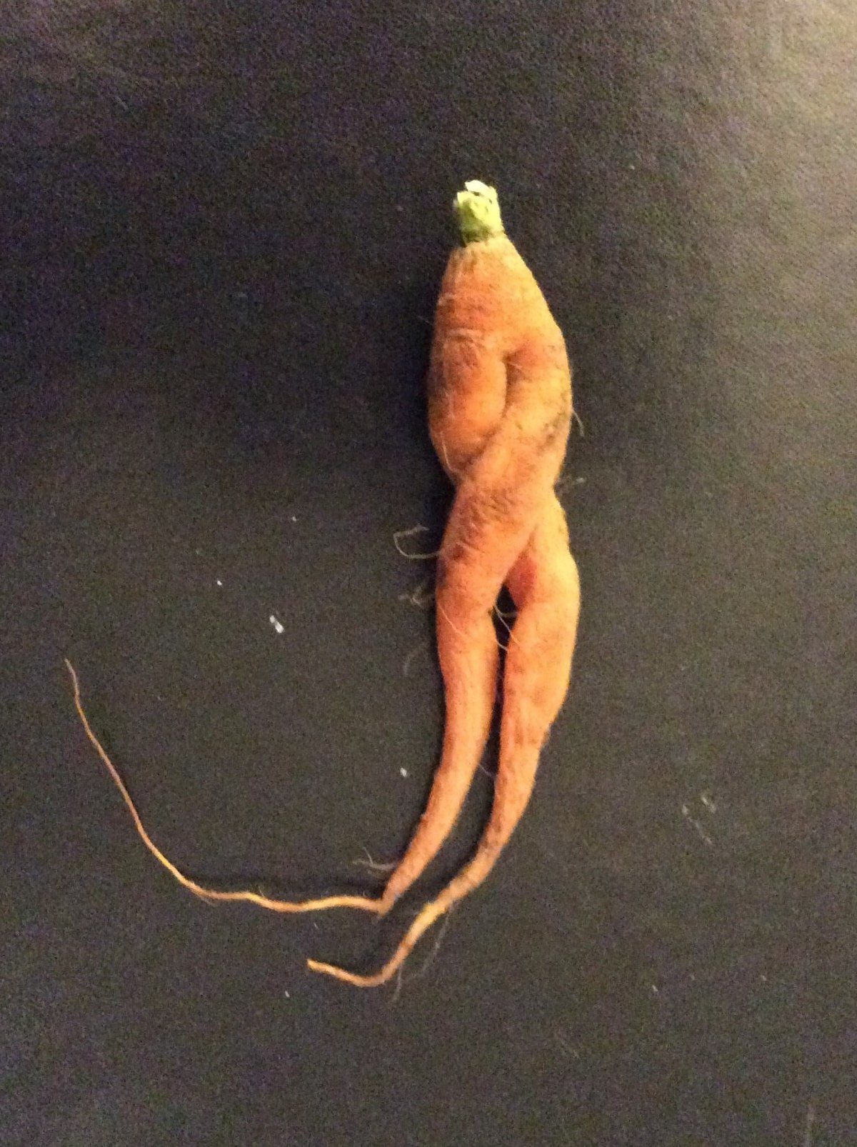 File:Carrot legs.jpg - Wikipedia