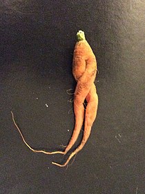Carrot legs.jpg