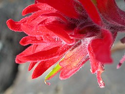 Castilleja chromosa