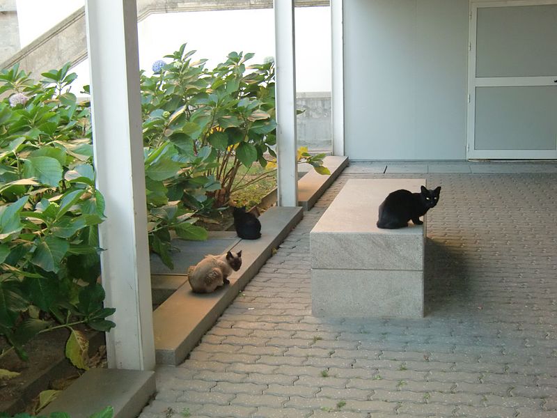File:Cat colony of the Santo Antônio hospital 07.jpg
