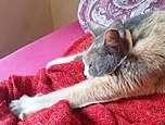 Cat kneading and sucking blanket 1.jpg