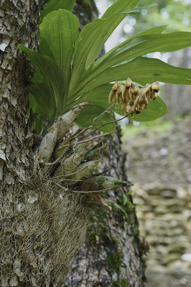 Catasetum integerrimum - Wikipedia, la enciclopedia libre