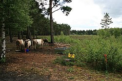 Ternak di Brentmoor Heath - geograph.org.inggris - 1350278.jpg