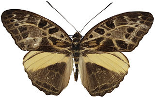 <i>Catuna oberthueri</i> Species of butterfly
