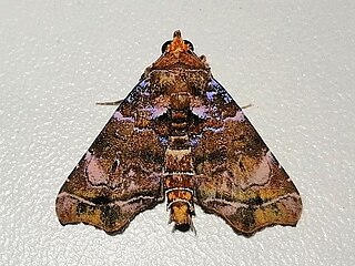 <i>Cecharismena</i> Genus of moths