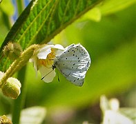 苟琉璃灰蝶 C. gozora