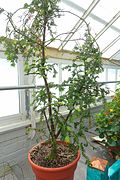 Cephalotaxus oliveri - Lyman Plant House, Smith College - DSC01924.jpg