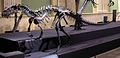 Rekonštrukcia kostry ceratosaura vo Wisconsine.