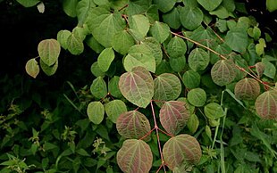 Cercidiphyllum-japonicum.JPG