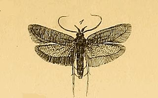 <i>Ceuthomadarus</i> Genus of moths