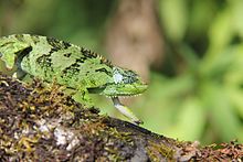 Chameleon (16140868967).jpg