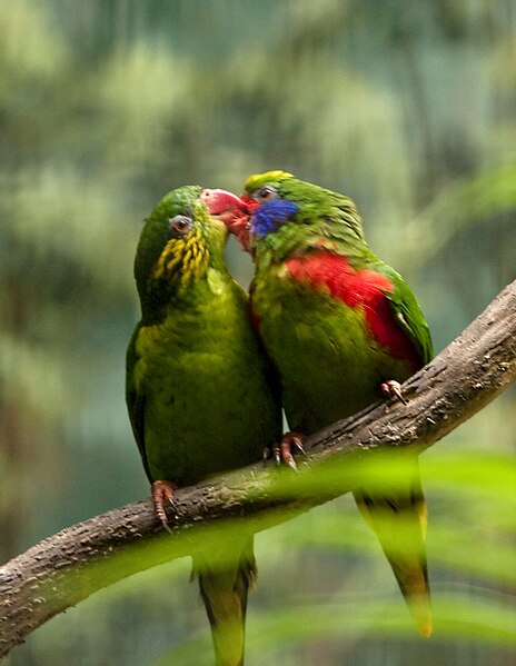 File:Charmosyna placentis -Jurong Bird Park -pair-6a.jpg