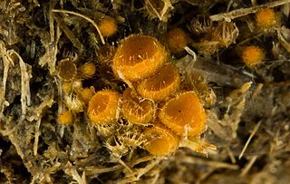 <i>Cheilymenia stercorea</i> Species of fungus