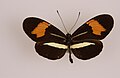 Heliconius beskei