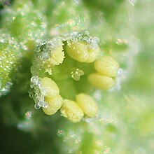 An open flower (magnified) Chenopodium vulvaria flower (4).JPG