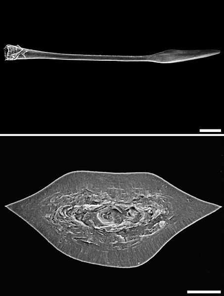 File:Chilostoma cingulatum SEM dart.jpg