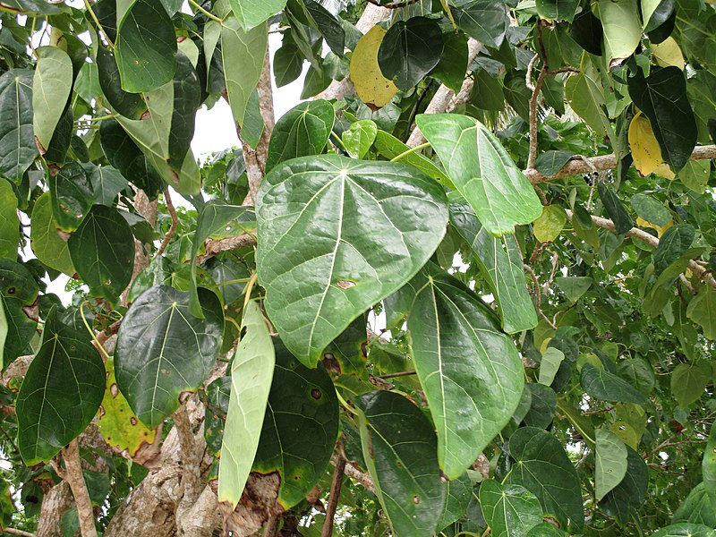 File:Chinese lantern tree (Hernandia nymphaeifolia) leaves.jpg