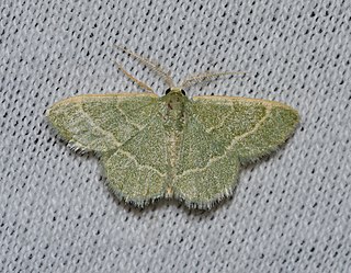 <i>Chlorochlamys phyllinaria</i> Species of moth