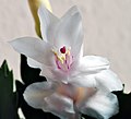 シャコバサボテン系園芸品種の白花-この品種はアルビノ性の白花ではないので低温下で開花させるとややピンクに染まる。