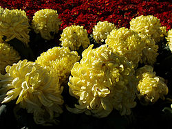 ChrysanthemumMorifolium13.jpg