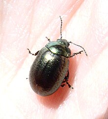 Chrysolina hyperici.jpg