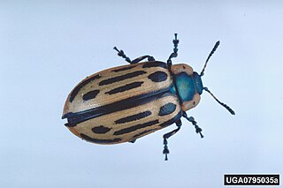 <i>Chrysomela scripta</i> species of insect