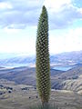 Puya Raimondii