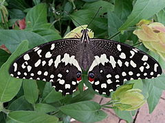 Papilio demodocus