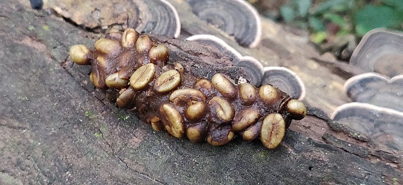 File:Civet scat coffee IMG 20220108 102456.jpg