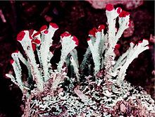 Cladonia cristatella Cladonia cristatella (EU).jpg