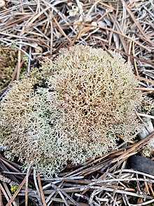 2023 Cladonia rangiformis