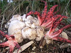 Clathrus archeri.jpg