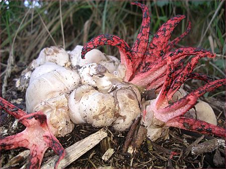 Clathrus