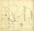 Cleisostoma racemiferum as syn. Saracnthus lorifolius (1894)