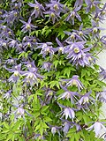 Миниатюра для Clematis 'Blue Bird'