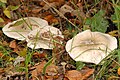 !Clitocybe clavipes sin. Ampulloclitocybe clavipes!