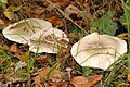 Ampulloclitocybe clavipes