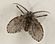 Clogmia Albipunctata of moth fly.jpg