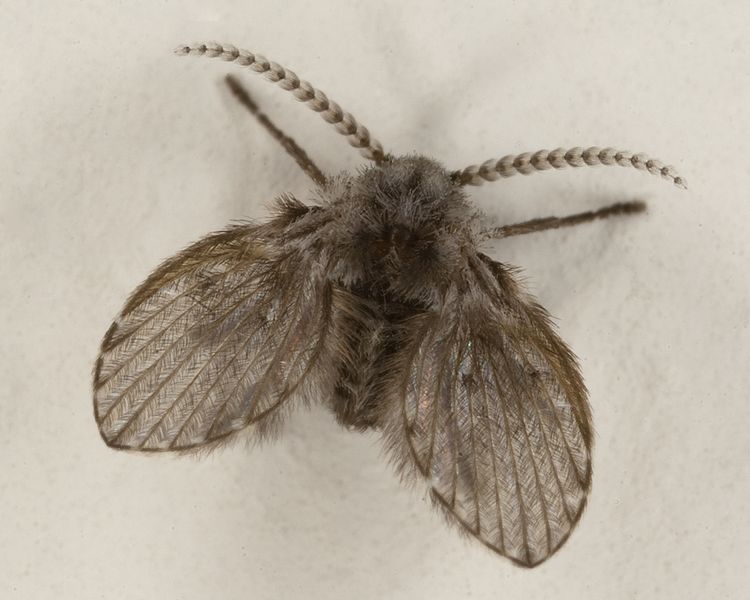 File:Clogmia Albipunctata or moth fly.jpg