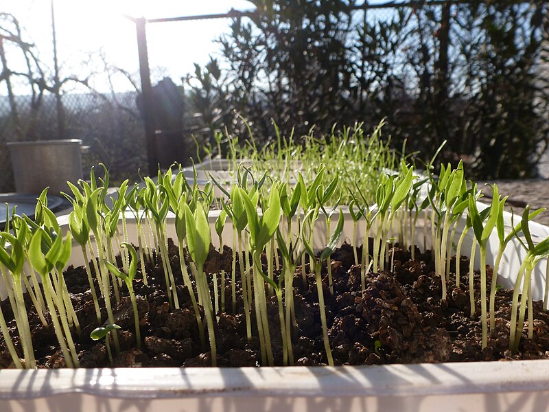 File:Close Look Of Seedlings.jpg