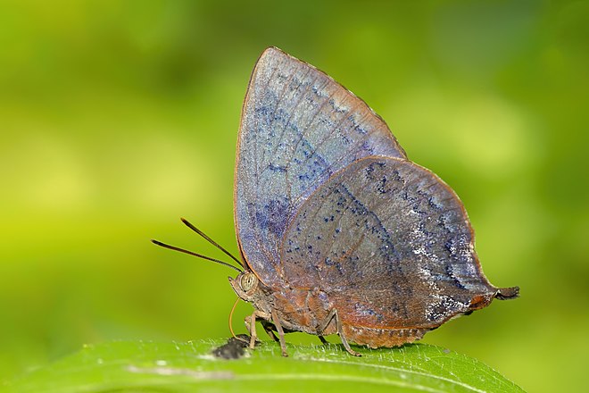 An Amblypodia anita (purple leaf blue butterfly) gathering nutrients from guano