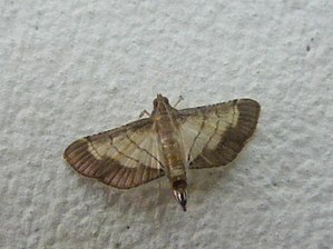 Cnaphalocrocis poeyalis, Crambidae, Spilomelinae (912735541).jpg