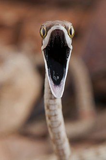 A Mexican vine snake opening its mouth and displaying its black oral mucosa to intimidate a predator. Cobra - cipo - Oxybelis aeneus.jpg