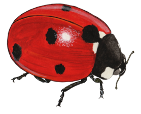 7-Spotted Ladybug