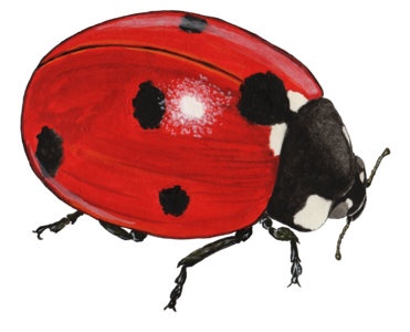 7-Spotted Ladybug