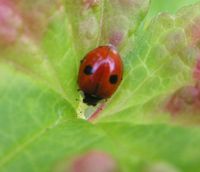 Coccinella bipunctata детайл.jpg