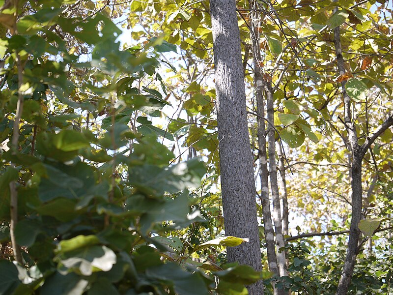 File:Cochlospermum religiosum (8384564404).jpg