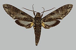 Cocytius vitrinus