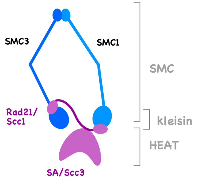 File:Cohesin3.png