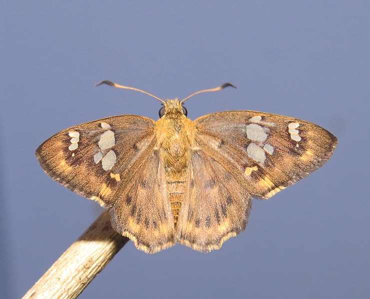 File:Coladenia indrani Moore, 1865 – Tricolor Pied Flat Life cycle at Peravoor.jpg (127).jpg